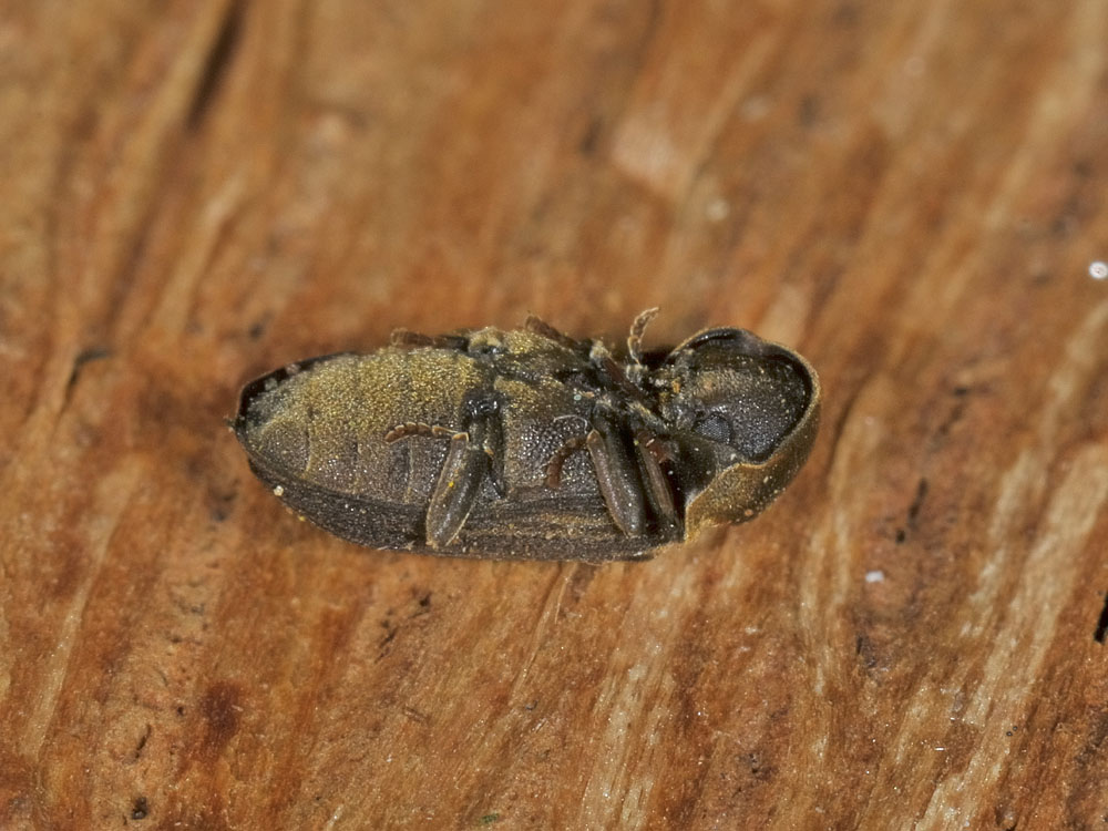 Anobium denticolle? (Anobiidae)